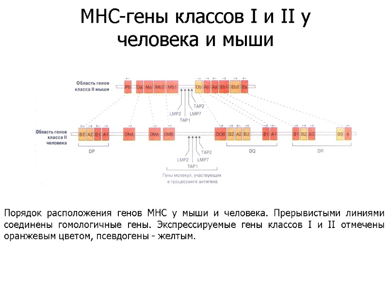 Порядок расположения генов МНС у мыши и человека. Прерывистыми линиями соединены гомологичные гены. Экспрессируемые